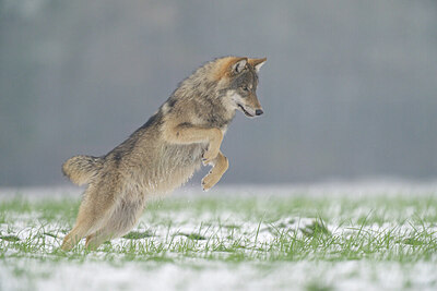 BUITEN BEELD Foto: 429546