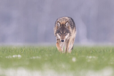 BUITEN BEELD Foto: 429568