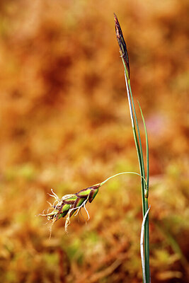 BUITEN BEELD Foto: 429582