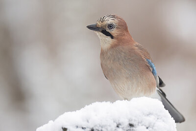 BUITEN BEELD Foto: 429615