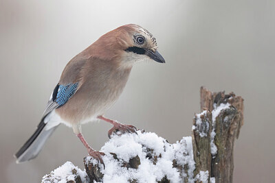 BUITEN BEELD Foto: 429617