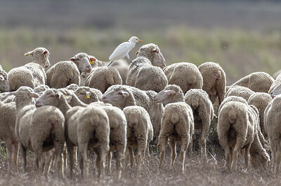 BUITEN BEELD Foto: 429645