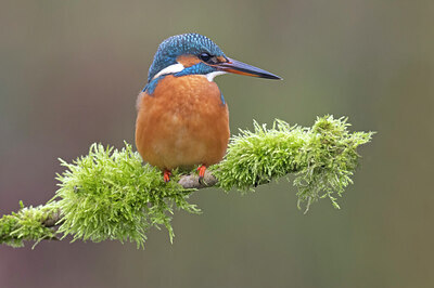 BUITEN BEELD Foto: 429649