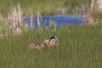 BUITEN BEELD Foto: 429653