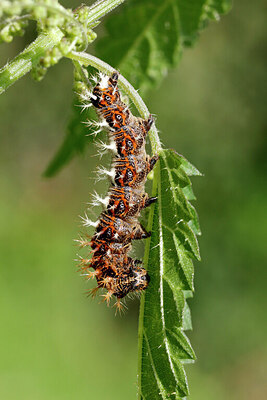 BUITEN BEELD Foto: 429661