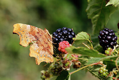 BUITEN BEELD Foto: 429683