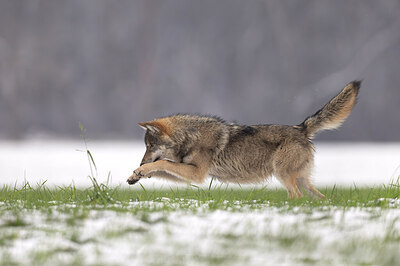 BUITEN BEELD Foto: 429685