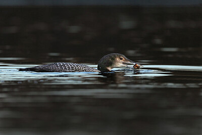 BUITEN BEELD Foto: 429723