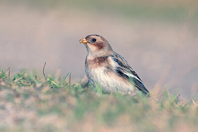 BUITEN BEELD Foto: 429730