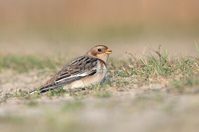 BUITEN BEELD Foto: 429735