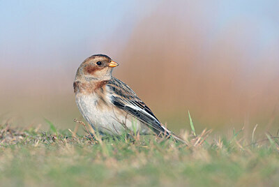 BUITEN BEELD Foto: 429736