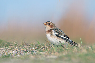 BUITEN BEELD Foto: 429737