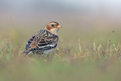 BUITEN BEELD Foto: 429739