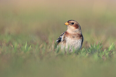 BUITEN BEELD Foto: 429741