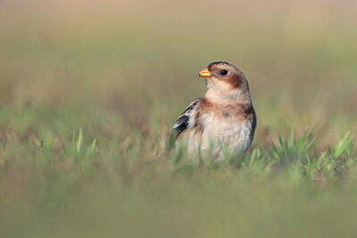 BUITEN BEELD Foto: 429741