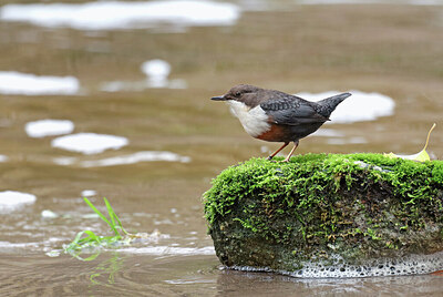 BUITEN BEELD Foto: 429772