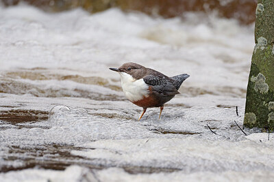 BUITEN BEELD Foto: 429778