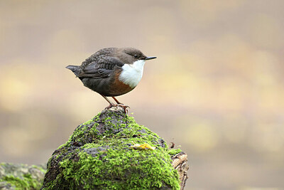 BUITEN BEELD Foto: 429779