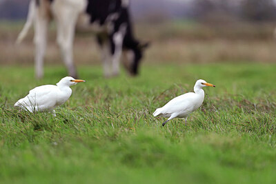 BUITEN BEELD Foto: 429784