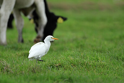 BUITEN BEELD Foto: 429786