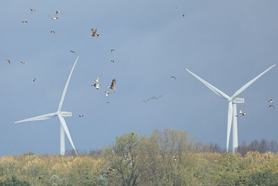 BUITEN BEELD Foto: 429787