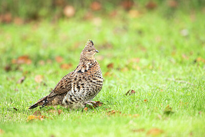 BUITEN BEELD Foto: 429811