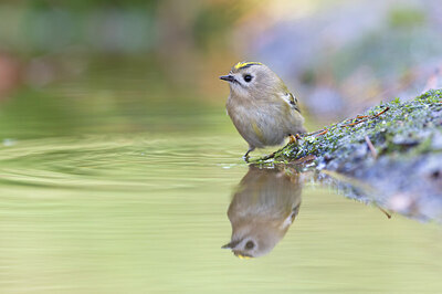 BUITEN BEELD Foto: 429814