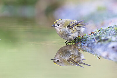 BUITEN BEELD Foto: 429817