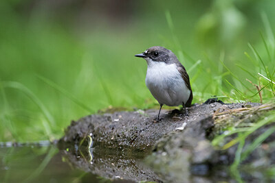 BUITEN BEELD Foto: 429848