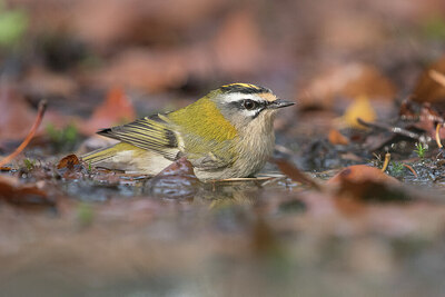 BUITEN BEELD Foto: 429853