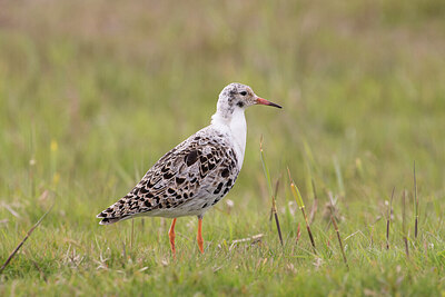 BUITEN BEELD Foto: 429859