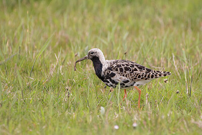 BUITEN BEELD Foto: 429860