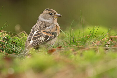 BUITEN BEELD Foto: 429863