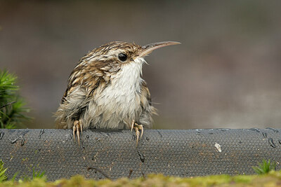 BUITEN BEELD Foto: 429868