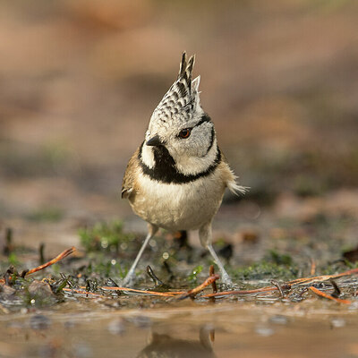 BUITEN BEELD Foto: 429875