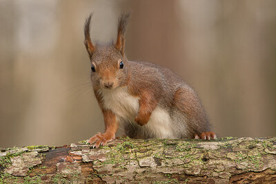 BUITEN BEELD Foto: 429905