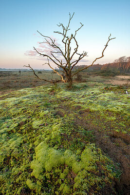 BUITEN BEELD Foto: 429934