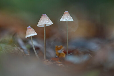 BUITEN BEELD Foto: 429962
