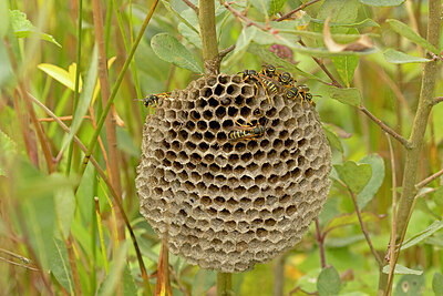BUITEN BEELD Foto: 430013
