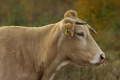 BUITEN BEELD Foto: 430044