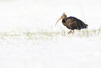 BUITEN BEELD Foto: 430065