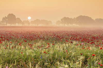 BUITEN BEELD Foto: 430073