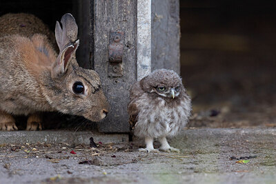 BUITEN BEELD Foto: 430180