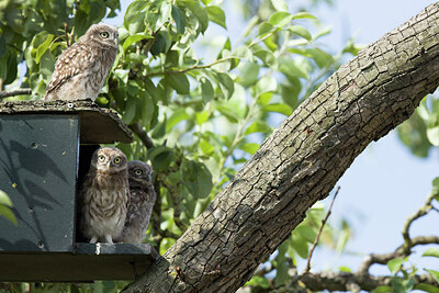 BUITEN BEELD Foto: 430192