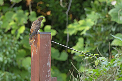 BUITEN BEELD Foto: 430223