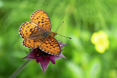 BUITEN BEELD Foto: 430238