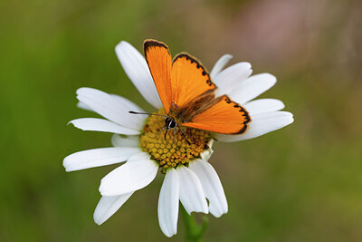 BUITEN BEELD Foto: 430239