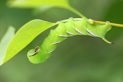 BUITEN BEELD Foto: 430241