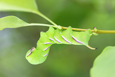 BUITEN BEELD Foto: 430242