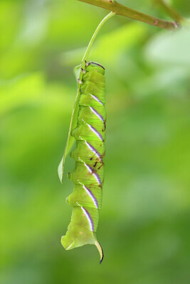 BUITEN BEELD Foto: 430243